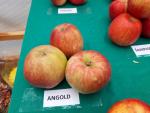 ANGOLD®-